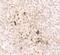 Interleukin 15 antibody, PA5-34511, Invitrogen Antibodies, Immunohistochemistry frozen image 