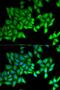 Bactericidal Permeability Increasing Protein antibody, orb167252, Biorbyt, Immunofluorescence image 