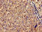 Connector Enhancer Of Kinase Suppressor Of Ras 2 antibody, LS-C369416, Lifespan Biosciences, Immunohistochemistry paraffin image 