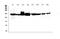 Vinculin antibody, MA1103, Boster Biological Technology, Western Blot image 