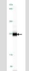 Toll Like Receptor 9 antibody, NBP2-24729, Novus Biologicals, Western Blot image 