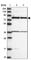 Pentatricopeptide Repeat Domain 3 antibody, HPA041154, Atlas Antibodies, Western Blot image 