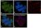 Mitotic Arrest Deficient 1 Like 1 antibody, PA5-28991, Invitrogen Antibodies, Immunofluorescence image 