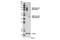 Nramp2 antibody, 15083S, Cell Signaling Technology, Western Blot image 