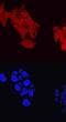 ATP Binding Cassette Subfamily A Member 1 antibody, AF7207, R&D Systems, Immunocytochemistry image 