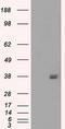FcRII antibody, LS-C114741, Lifespan Biosciences, Western Blot image 