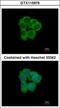 N-Myristoyltransferase 2 antibody, GTX115976, GeneTex, Immunofluorescence image 