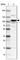 Myosin Light Chain Kinase antibody, HPA031677, Atlas Antibodies, Western Blot image 