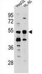 Tektin 5 antibody, AP54217PU-N, Origene, Western Blot image 