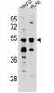 Tektin-5 antibody, AP54217PU-N, Origene, Western Blot image 