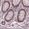 RNA Polymerase II Subunit E antibody, HPA068992, Atlas Antibodies, Immunohistochemistry frozen image 