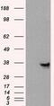 Annexin A10 antibody, GTX84885, GeneTex, Western Blot image 