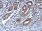 Oxysterol Binding Protein 2 antibody, GTX119682, GeneTex, Immunohistochemistry paraffin image 