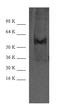 Cyclin A2 antibody, PA1-30395, Invitrogen Antibodies, Western Blot image 