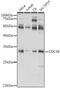 Cell Division Cycle 34 antibody, GTX33081, GeneTex, Western Blot image 