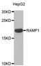 Receptor Activity Modifying Protein 1 antibody, abx004940, Abbexa, Western Blot image 