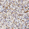 Carbonic Anhydrase 4 antibody, STJ22858, St John