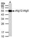 Autophagy Related 12 antibody, NBP2-15501, Novus Biologicals, Western Blot image 