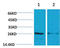 Tyrosine 3-Monooxygenase/Tryptophan 5-Monooxygenase Activation Protein Epsilon antibody, STJ97372, St John