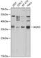 WD Repeat Domain 5 antibody, GTX32971, GeneTex, Western Blot image 