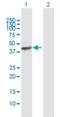 Platelet Activating Factor Acetylhydrolase 2 antibody, H00005051-D01P, Novus Biologicals, Western Blot image 