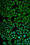 Cathepsin A antibody, LS-C334100, Lifespan Biosciences, Immunofluorescence image 