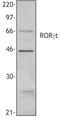 TOR antibody, LS-C40832, Lifespan Biosciences, Western Blot image 