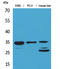 Cell Division Cycle 34 antibody, STJ96554, St John