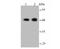 Actin Alpha 1, Skeletal Muscle antibody, NBP2-67907, Novus Biologicals, Western Blot image 