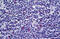 Aurora Kinase B antibody, MBS244125, MyBioSource, Immunohistochemistry frozen image 
