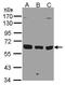 Karyopherin Subunit Alpha 3 antibody, PA5-28415, Invitrogen Antibodies, Western Blot image 
