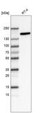 Integrin Subunit Alpha 2 antibody, AMAb91469, Atlas Antibodies, Western Blot image 