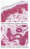 Telomerase protein component 1 antibody, MBS194438, MyBioSource, Immunohistochemistry frozen image 