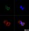 Sad1 And UNC84 Domain Containing 1 antibody, NBP1-87396, Novus Biologicals, Immunofluorescence image 
