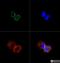 SUN domain-containing protein 1 antibody, NBP1-87396, Novus Biologicals, Immunofluorescence image 