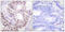 Cell Division Cycle 25C antibody, LS-C198779, Lifespan Biosciences, Immunohistochemistry paraffin image 