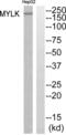 Myosin Light Chain Kinase antibody, abx015100, Abbexa, Western Blot image 