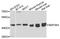 Mitogen-Activated Protein Kinase Kinase 4 antibody, LS-C749765, Lifespan Biosciences, Western Blot image 