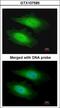 Protein Serine Kinase H1 antibody, LS-C185888, Lifespan Biosciences, Immunocytochemistry image 