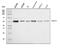 Mitochondrial Antiviral Signaling Protein antibody, A00169-4, Boster Biological Technology, Western Blot image 
