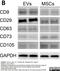 Integrin Subunit Beta 1 antibody, MCA1189, Bio-Rad (formerly AbD Serotec) , Immunohistochemistry frozen image 
