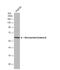 Monoamine Oxidase B antibody, NBP1-32426, Novus Biologicals, Western Blot image 