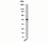 TARBP2 Subunit Of RISC Loading Complex antibody, N1132-100UG, NSJ Bioreagents, Western Blot image 