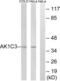 Aldo-Keto Reductase Family 1 Member C3 antibody, LS-C198607, Lifespan Biosciences, Western Blot image 