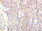 Chromogranin A antibody, 251190, Abbiotec, Immunohistochemistry paraffin image 