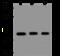 HECT Domain E3 Ubiquitin Protein Ligase 2 antibody, 206922-T32, Sino Biological, Western Blot image 