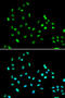 SWI/SNF-Related, Matrix-Associated Actin-Dependent Regulator Of Chromatin, Subfamily A, Containing DEAD/H Box 1 antibody, 19-898, ProSci, Immunofluorescence image 