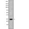 Interleukin 37 antibody, abx216215, Abbexa, Western Blot image 