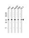 Apurinic/Apyrimidinic Endodeoxyribonuclease 1 antibody, LS-C392589, Lifespan Biosciences, Western Blot image 