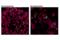 S100 Calcium Binding Protein A9 antibody, 73425S, Cell Signaling Technology, Immunofluorescence image 